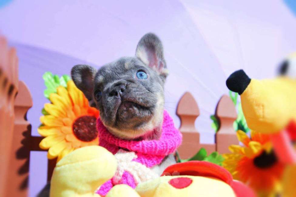 Собаки в Москве: Афина Девочка, 80 000 руб. - фото 6