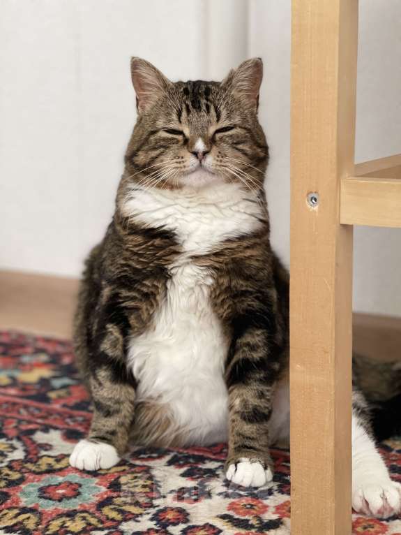 Кошки в Кудрово: Уютная Ариша - это самая комфортная кошечка для семьи Девочка, Бесплатно - фото 7