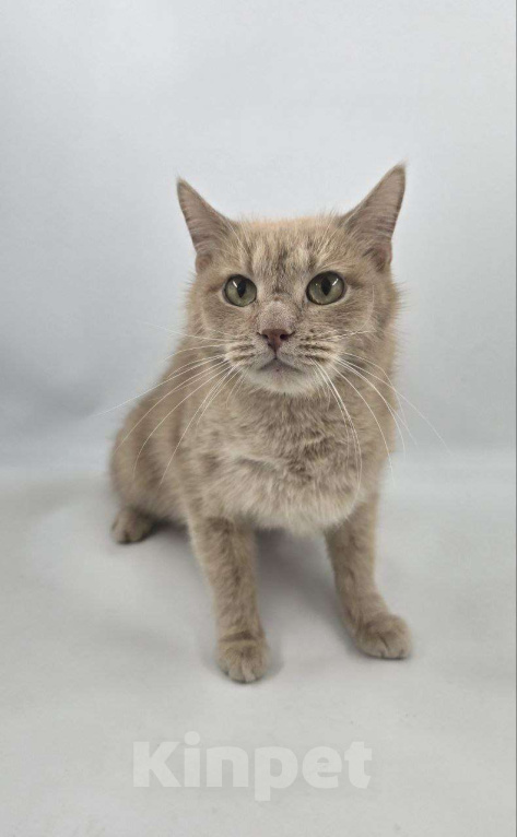 Кошки в Москве: Выкинутый в лютые морозы Емеля ищет дом Мальчик, Бесплатно - фото 2