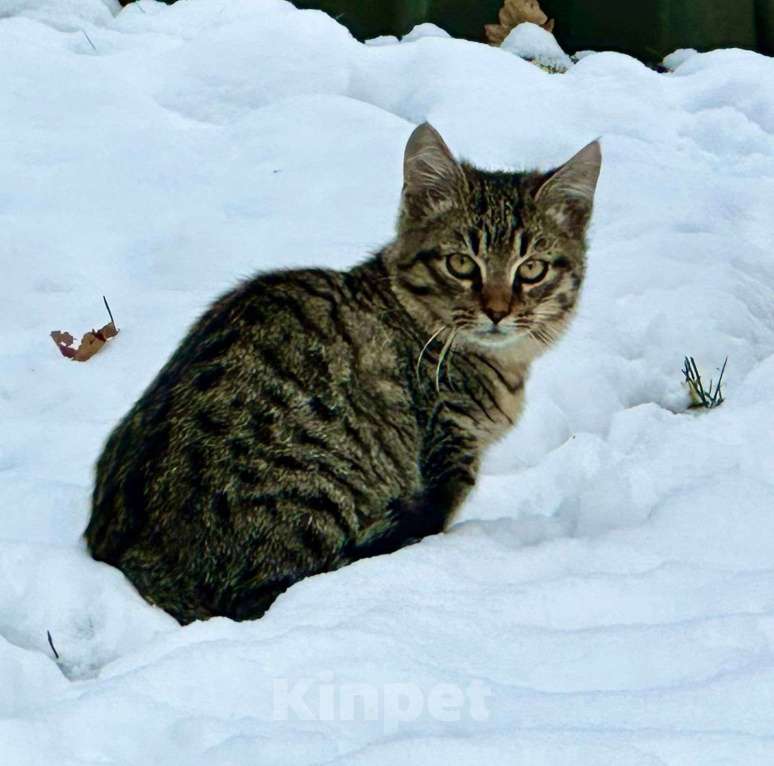 Кошки в Москве: Ищут дом два очаровательных котенка. Мальчик, Бесплатно - фото 1