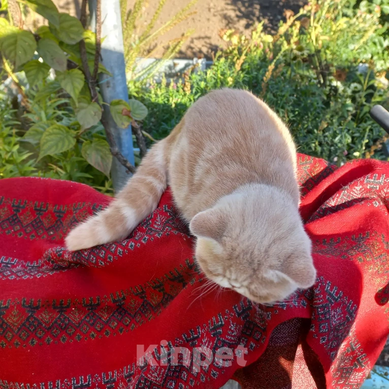 Кошки в Москве: Экзотическая кошка  Девочка, 20 000 руб. - фото 3