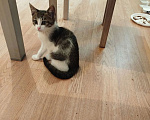 Кошки в Великом Луке: Котёнок в добрые руки Девочка, Бесплатно - фото 3