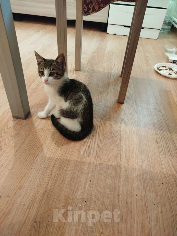 Кошки в Великом Луке: Котёнок в добрые руки Девочка, Бесплатно - фото 3