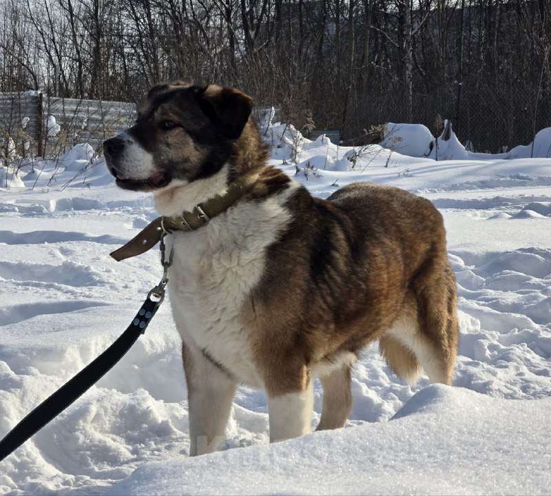 Собаки в Королеве: В поисках дома Берта. Девочка, Бесплатно - фото 8
