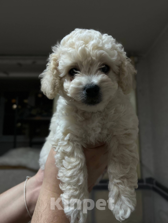 Собаки в Мытищах: Фистик Мальчик, 70 000 руб. - фото 2