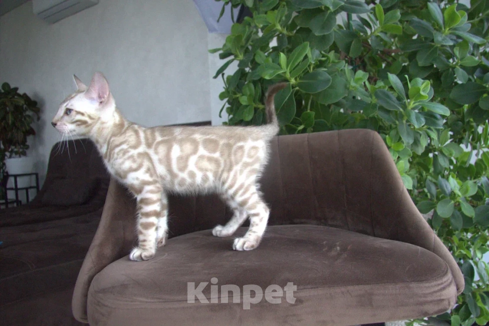 Кошки в Москве: Снежный минк Мальчик, Бесплатно - фото 4