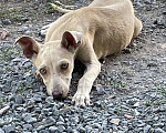Собаки в Симферополе: Малышка Девочка, Бесплатно - фото 2
