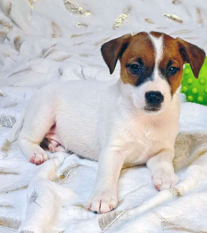 Собаки в других городах Московской области: мальчик Парсон Рассел терьера Мальчик, 45 000 руб. - фото 5