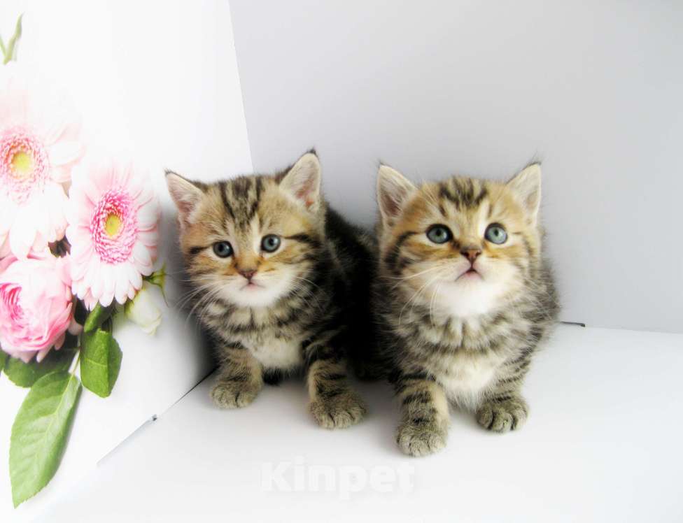 Кошки в Ставрополе: Шотландские котята с документами Разнополые, 10 000 руб. - фото 7