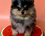 Собаки в Туле: Щенок померанского шпица редкого окраса Мальчик, 60 000 руб. - фото 2