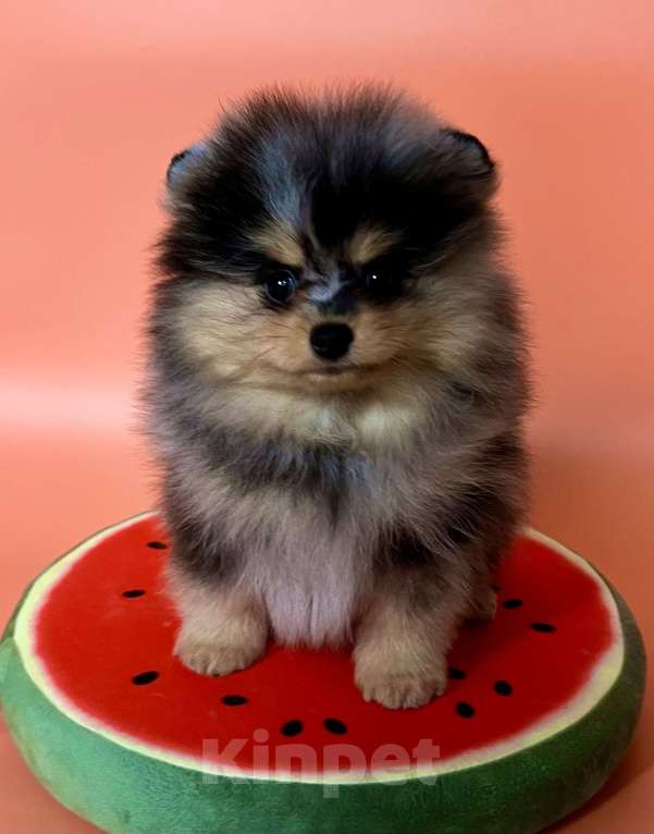 Собаки в Туле: Щенок померанского шпица редкого окраса Мальчик, 60 000 руб. - фото 2