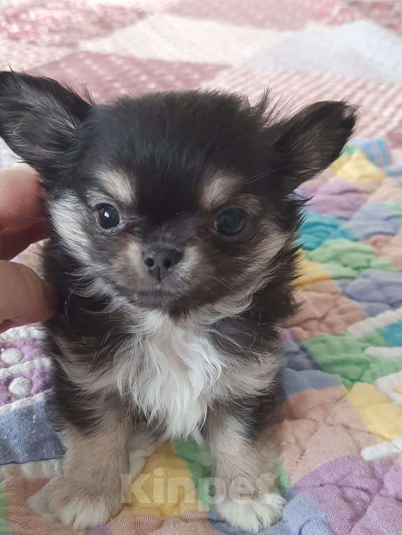 Собаки в Москве: Мальчик триколорного окраса Мальчик, 20 000 руб. - фото 2