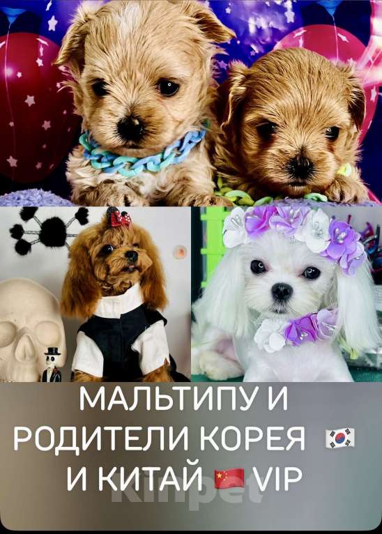 Собаки в Котельнике: Мальтипу ф 1 бишпу Пушон Тедди тикап пудель  Мальчик, 150 000 руб. - фото 1