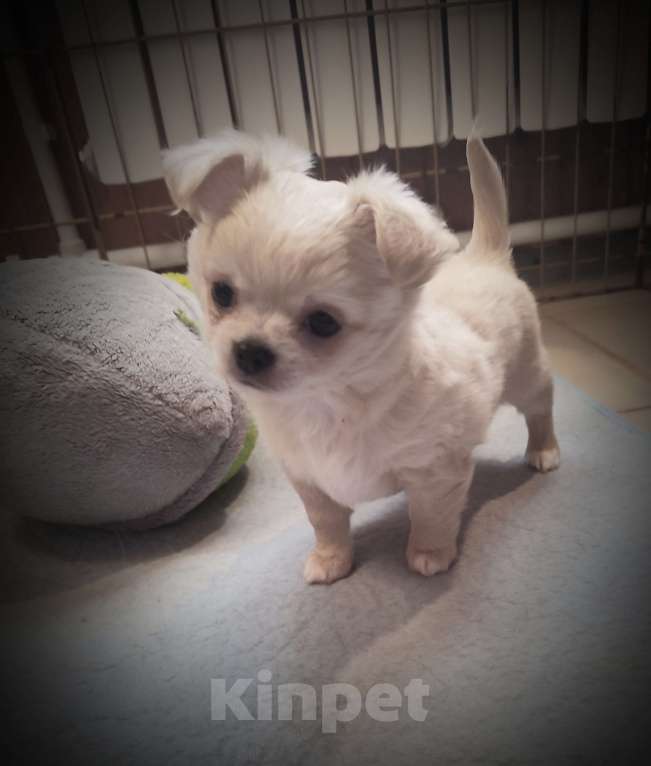 Собаки в других городах Калужской области: Кремовый мальчик чихуахуа Мальчик, 40 000 руб. - фото 5