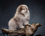 Собаки в Санкт-Петербурге: Мальчик редкого окраса (шоколадный мрамор) Мальчик, 50 000 руб. - фото 2