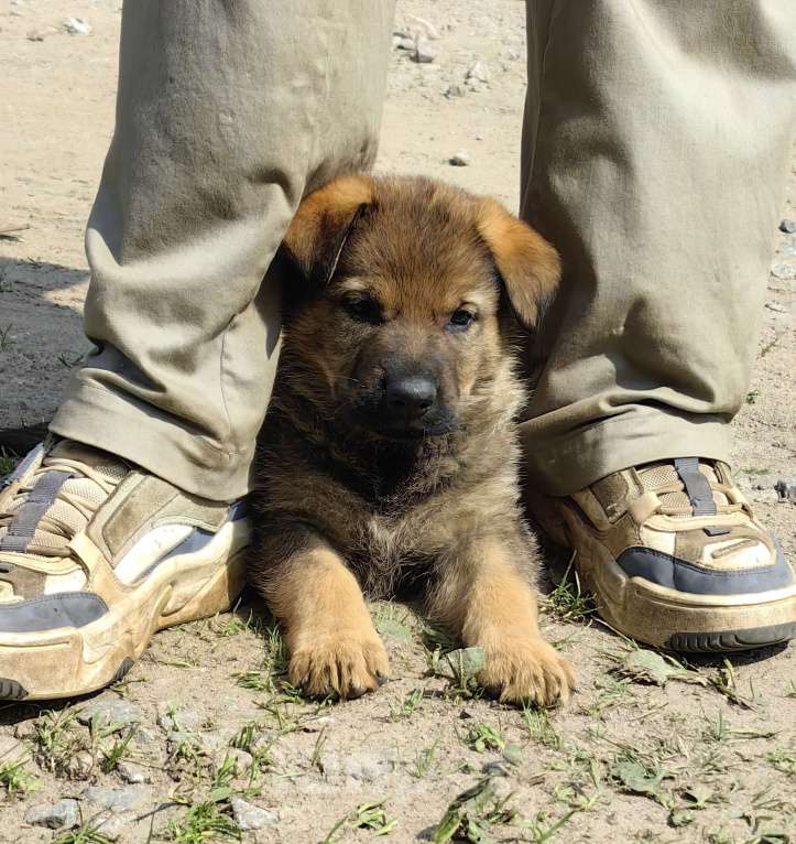 Собаки в Санкт-Петербурге: Щенки немецкой овчарки из питомника "С Путиловой Горы" Девочка, 80 000 руб. - фото 2