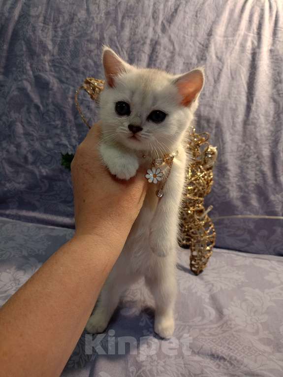 Кошки в Москве: Серая мышка Девочка, 25 000 руб. - фото 2