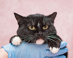 Кошки в Москве: Кошечка Клепа в добрые руки Девочка, Бесплатно - фото 3