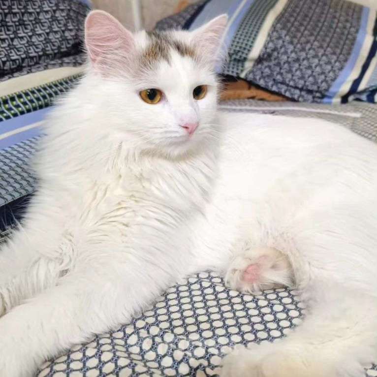 Кошки в Москве: Белый пушистый котенок Бяша Мальчик, Бесплатно - фото 4