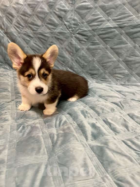 Собаки в других городах Московской области: Мальчик 4 Мальчик, 50 000 руб. - фото 3