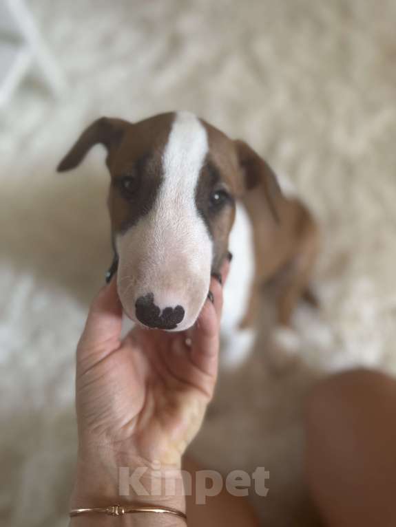 Собаки в Краснодаре: Девочка бультерьер  Девочка, 40 000 руб. - фото 2