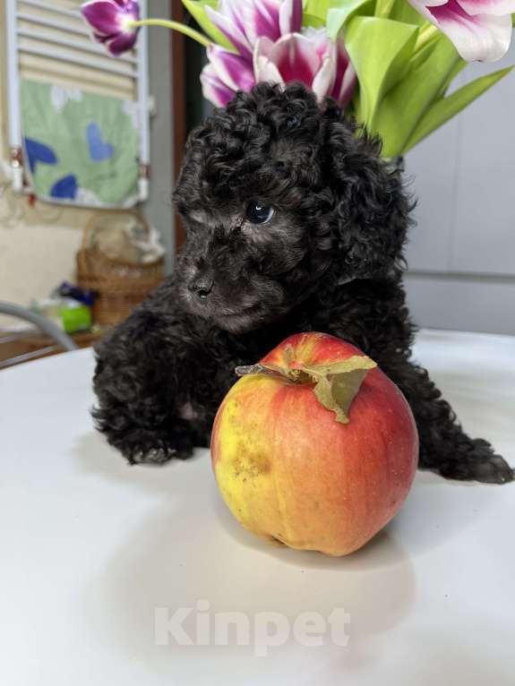 Собаки в Москве: Продается той пудель серебро с родословной РКФ Мальчик, 100 000 руб. - фото 1