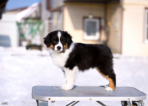 Продается девочка миниаусси
