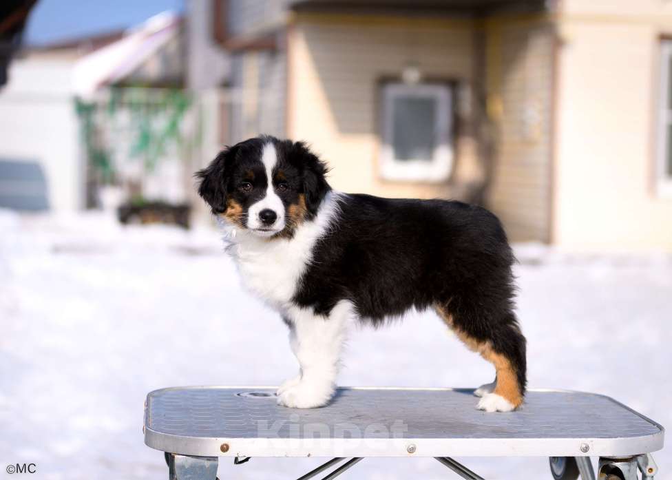 Собаки в других городах Московской области: Продается девочка миниаусси Девочка, 60 000 руб. - фото 1