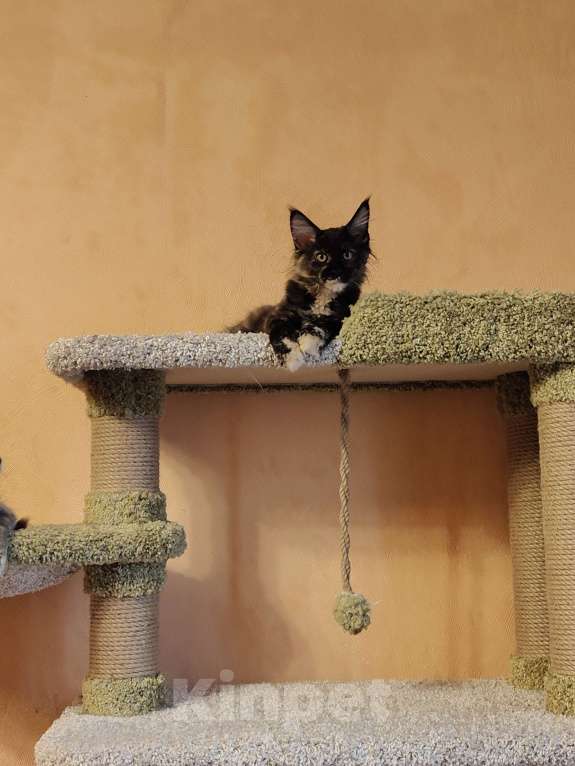 Кошки в Москве: Девочка "егоза" - Ёлка Девочка, 30 000 руб. - фото 3