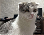Кошки в Краснодаре: Потерялась на Улице Достоевского  Девочка, 1 000 руб. - фото 1