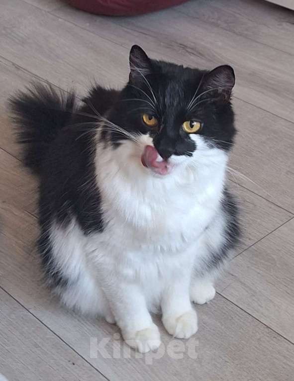 Кошки в Санкт-Петербурге: Ласковый котик в добрые руки Мальчик, Бесплатно - фото 4