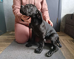 Собаки в Белом Калитве: Щенки Кане-корсо Мальчик, 50 000 руб. - фото 3