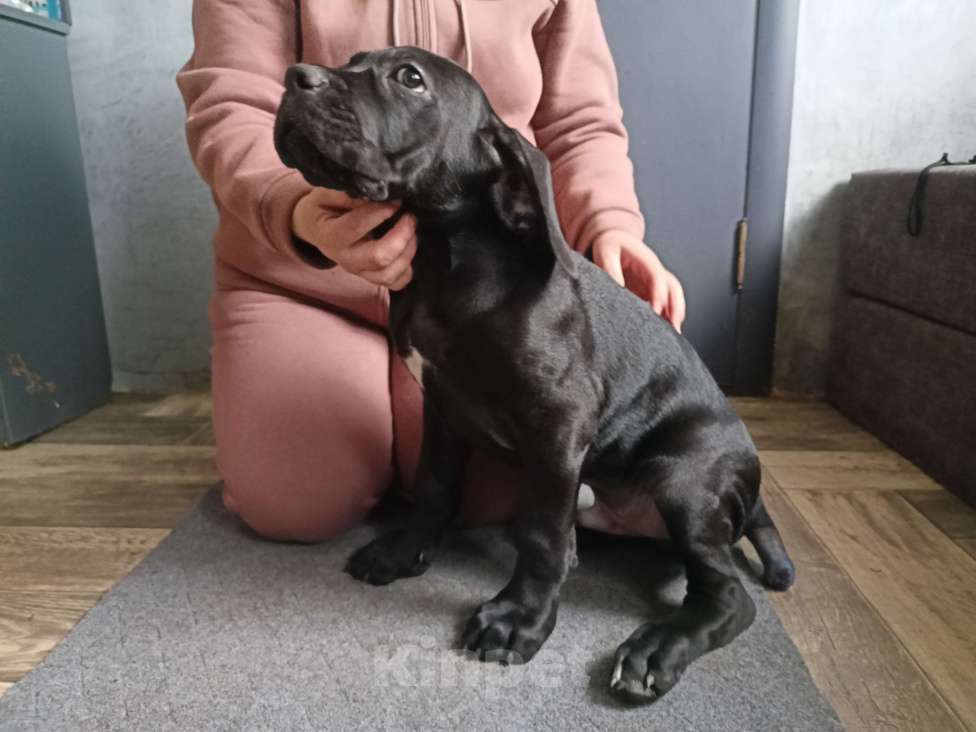 Собаки в Белом Калитве: Щенки Кане-корсо Мальчик, 50 000 руб. - фото 3