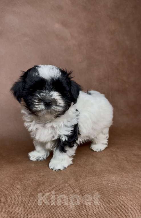 Собаки в Москве: Мальтипушка- минюшечная девочка.  Девочка, Бесплатно - фото 3