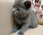 Кошки в Красноярске: Отдам котенка в добрые руки Мальчик, 1 руб. - фото 4