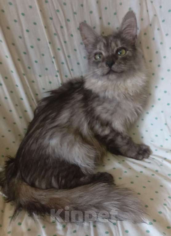 Кошки в Москве: Сибирская кошечка редкого окраса голубое серебро Девочка, Бесплатно - фото 3