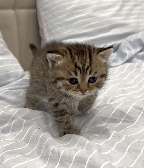 Кошки в Москве: Моне Мальчик, 15 000 руб. - фото 1