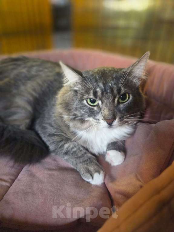 Кошки в Москве: Роскошный пушистый около-сибиряк Мальчик, Бесплатно - фото 3