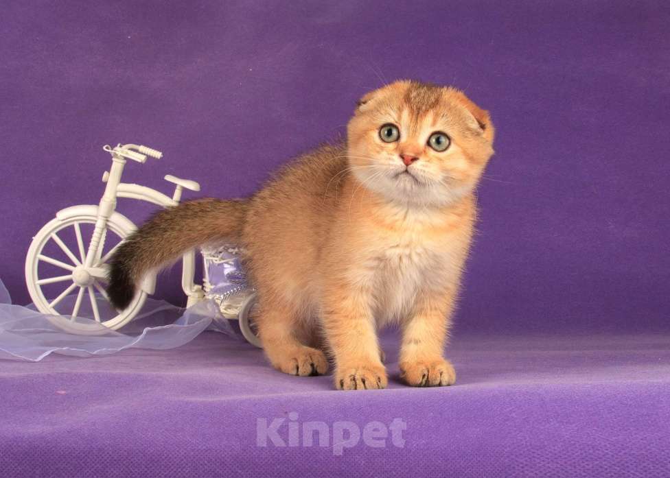 Кошки в Санкт-Петербурге: Золотая кошечка 🎀 скоттиш фолд Девочка, 45 000 руб. - фото 3