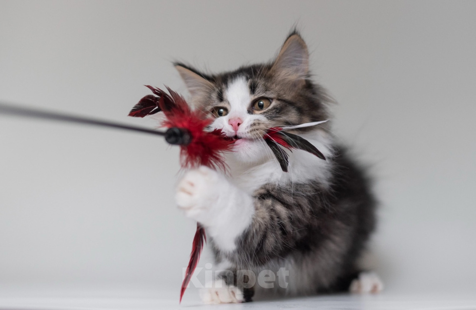 Кошки в Ногинске: Котенок девочка в добрые руки Девочка, Бесплатно - фото 1