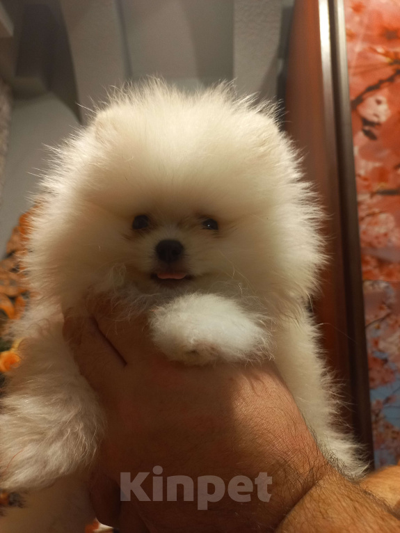 Собаки в Екатеринбурге: шпицемишка мини Мальчик, Бесплатно - фото 2