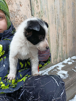 Объявление:  Щенки в добрые руки, Бесплатно, Другие города Свердловской области