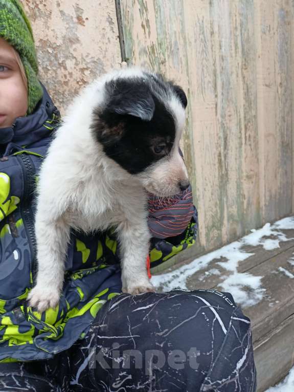 Собаки в других городах Свердловской области:  Щенки в добрые руки Мальчик, Бесплатно - фото 1