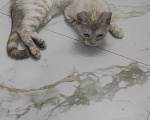 Кошки в Ставрополе: Отдам своё чудо в добрые руки ОЧЕНЬ СРОЧНО Девочка, Бесплатно - фото 3