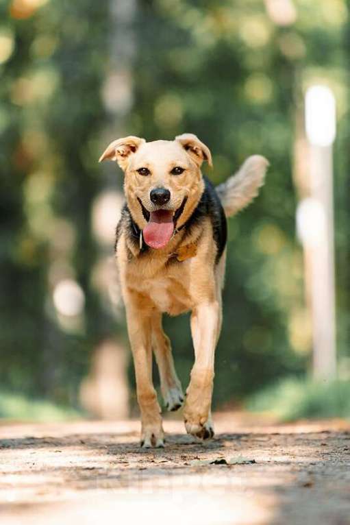 Собаки в Москве: Чудесный пёс Дэнвер в добрые руки. Мальчик, Бесплатно - фото 10