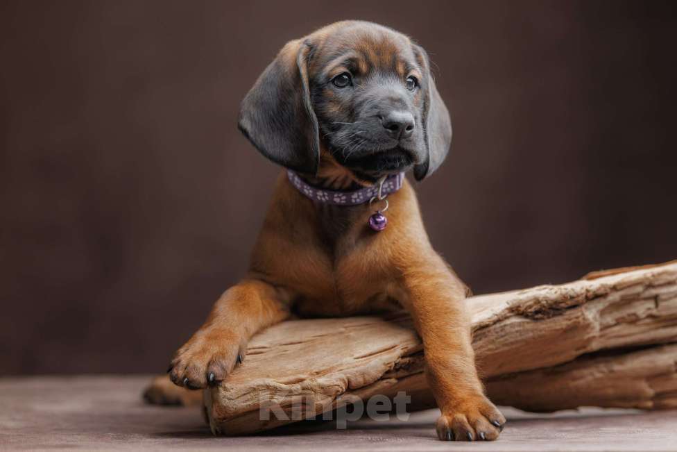 Собаки в Мурином: Щенки баварской гончей Мальчик, 100 000 руб. - фото 3