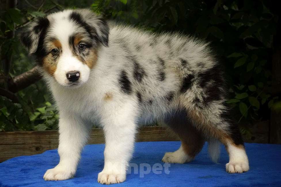 Собаки в Ростове-на-Дону: Щенки австралийской овчарки Мальчик, 60 000 руб. - фото 7