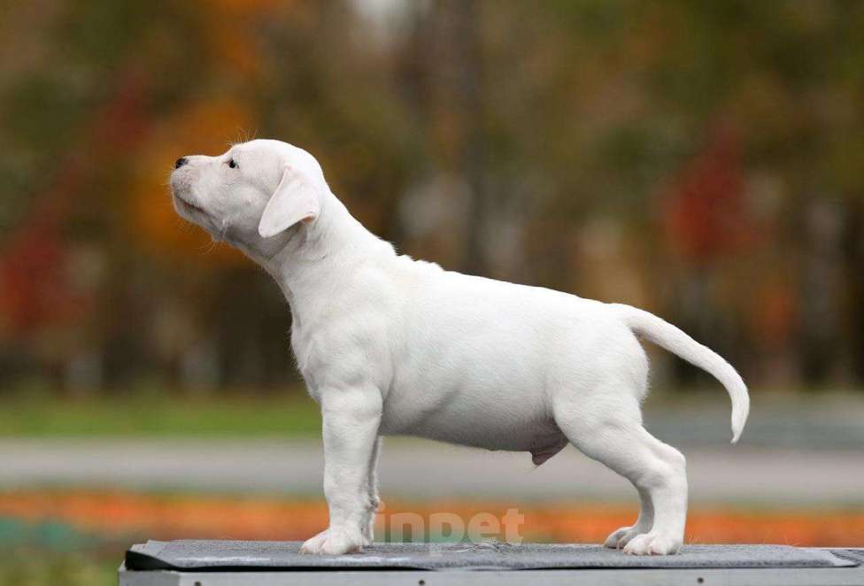 Собаки в Котельнике: Родились 12.09.2025г. Мальчики и дево Девочка, 50 000 руб. - фото 1