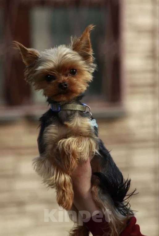 Собаки в других городах Московской области: Малыш Абрамчик йоркширский терьер беби фейс Мальчик, 35 000 руб. - фото 2