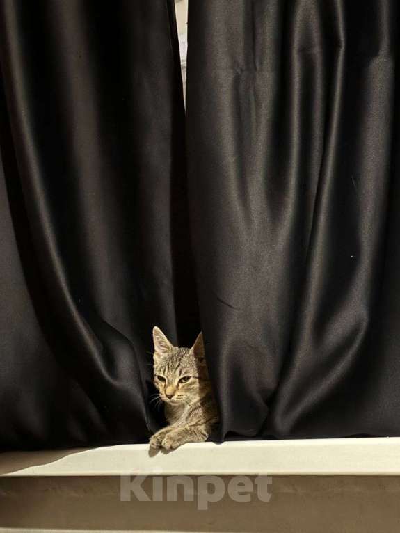 Кошки в Санкт-Петербурге: Котенок Люмия Люми Девочка, Бесплатно - фото 3